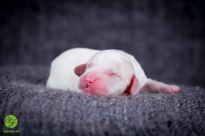 Unsere Ichen 1 tag alt _20