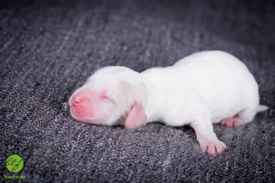 Unsere Ichen 1 tag alt _21