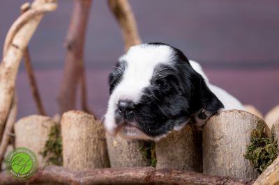 Unsere Ichen 1 tag alt _29