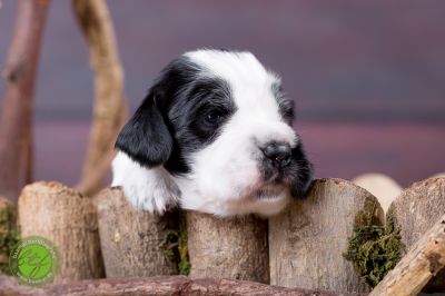 Unsere Ichen 1 tag alt _30