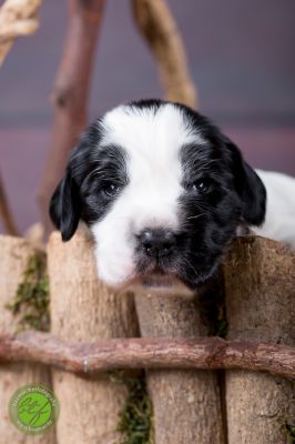 Unsere Ichen 1 tag alt _31