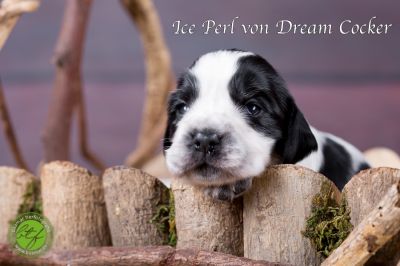 Unsere Ichen 1 tag alt _2