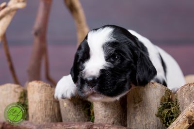 Unsere Ichen 1 tag alt _11