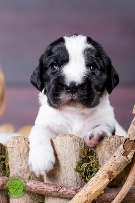 Unsere Ichen 1 tag alt _13