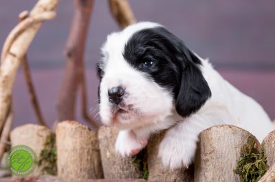 Unsere Ichen 1 tag alt _14