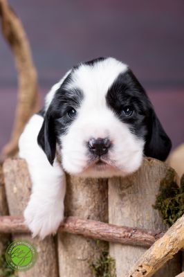 Unsere Ichen 1 tag alt _15