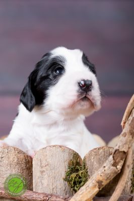 Unsere Ichen 1 tag alt _16