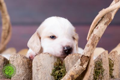 Unsere Ichen 1 tag alt _17