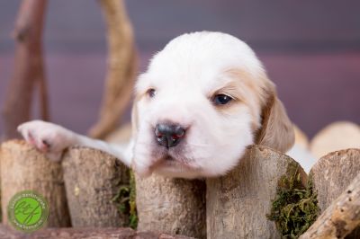 Unsere Ichen 1 tag alt _18