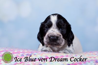 Unsere Ichen 4 wochen alt_15