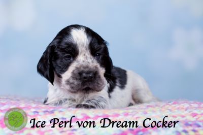 Unsere Ichen 4 wochen alt_22