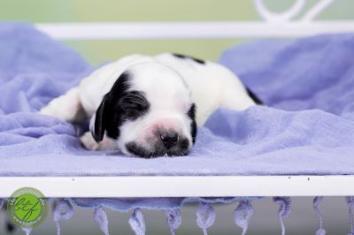 Unsere Babys mit 3 Tage 