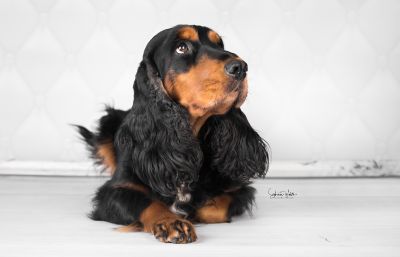 Unsere schönheit Gracia von Dream Cocker_1