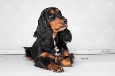 Unsere schönheit Gracia von Dream Cocker_4