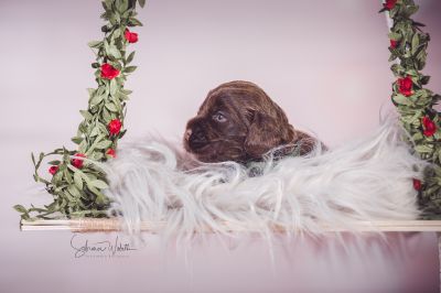 Unsere Coco Chanel Syrbianus und Barny von Dream Cocker Babys_2