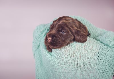 Unsere Coco Chanel Syrbianus und Barny von Dream Cocker Babys_5