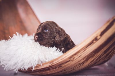 Unsere Coco Chanel Syrbianus und Barny von Dream Cocker Babys_7