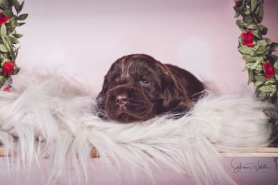 Unsere Coco Chanel Syrbianus und Barny von Dream Cocker Babys_28