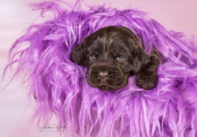 Unsere Coco Chanel Syrbianus und Barny von Dream Cocker Babys_32