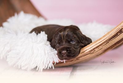 Unsere Coco Chanel Syrbianus und Barny von Dream Cocker Babys_38