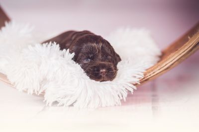 Unsere Coco Chanel Syrbianus und Barny von Dream Cocker Babys_39
