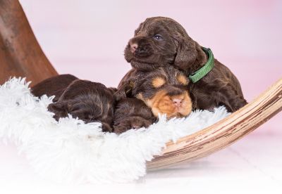 Unsere Coco Chanel Syrbianus und Barny von Dream Cocker Babys_41