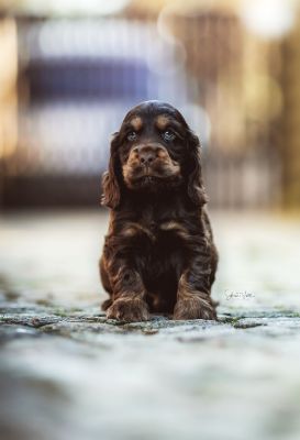 Dream Cocker Babys_35