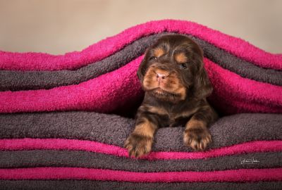Dream Cocker Babys_53