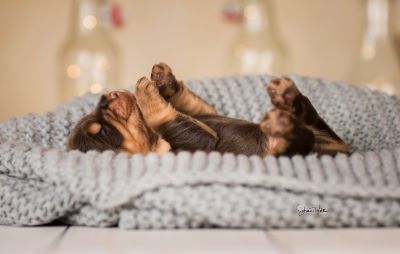 Dream Cocker Babys_16
