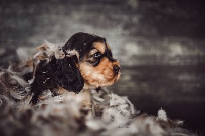 Dream Cocker Babys_30