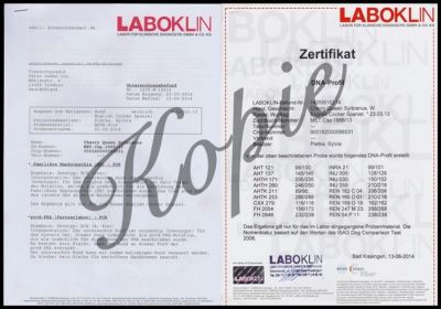 Cheery Queen Syrbianus Gesundheitsuntersuchung & Urkunden_2