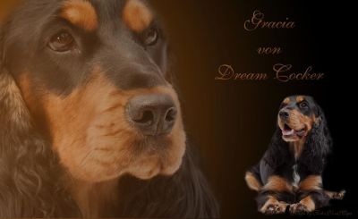 Gracia von Dream Cocker _1