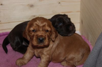 Wir sind 3 wochen alt _2