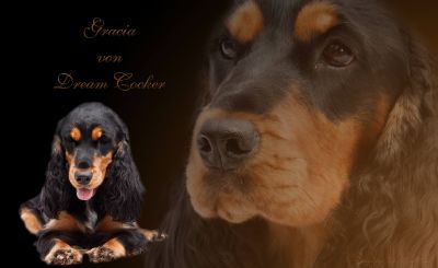 Gracia von Dream Cocker _1