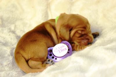 Wenn aus Liebe Leben wird...