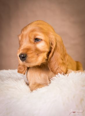 7 Kleine Engelchen :-)_6