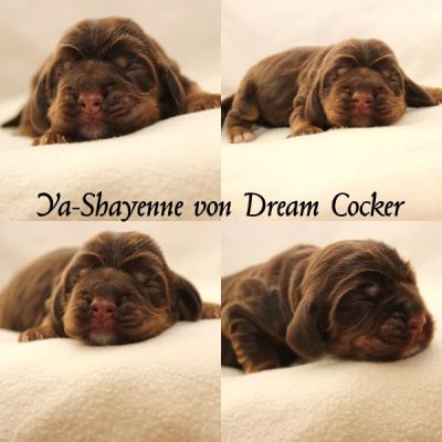 Dream Cocker Hunde für besondere Menschen _1