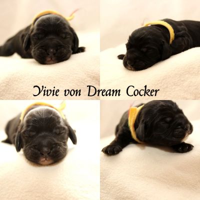 Dream Cocker Hunde für besondere Menschen _3