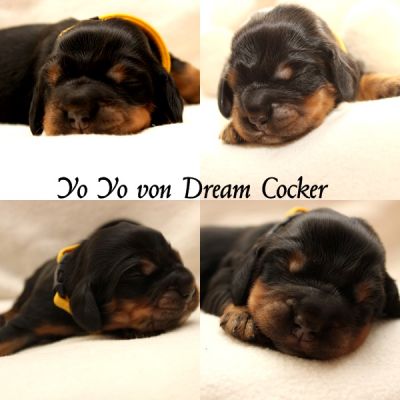 Dream Cocker Hunde für besondere Menschen _4