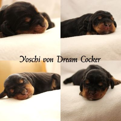 Dream Cocker Hunde für besondere Menschen _5