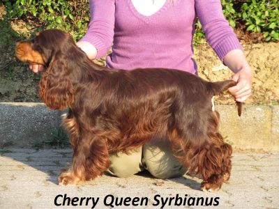 Cheery Queen Syrbianus_1