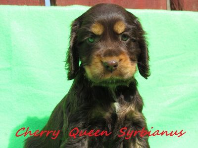 Cheery Queen Syrbianus als Baby_1