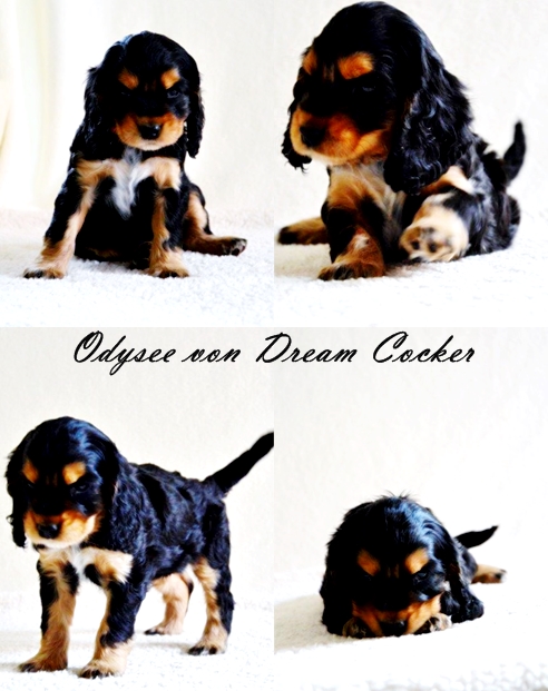 odysee von dream cocker