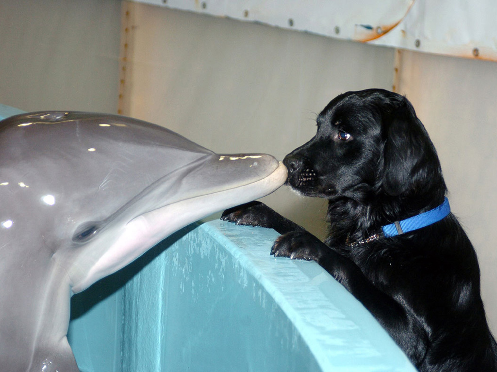 Black_Cocker_Spaniel_and_Dolphin