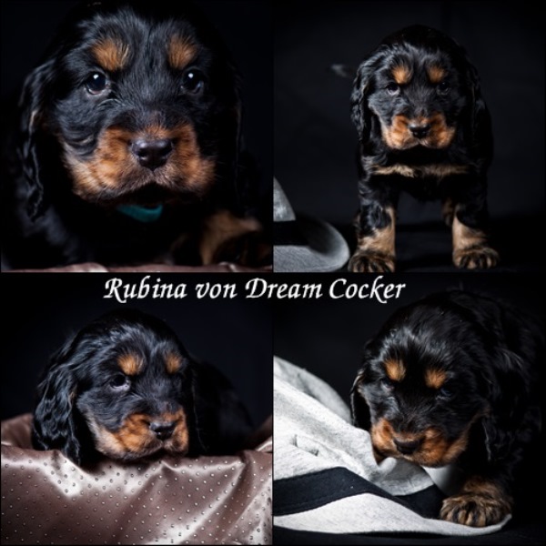 rubina von dream cocker